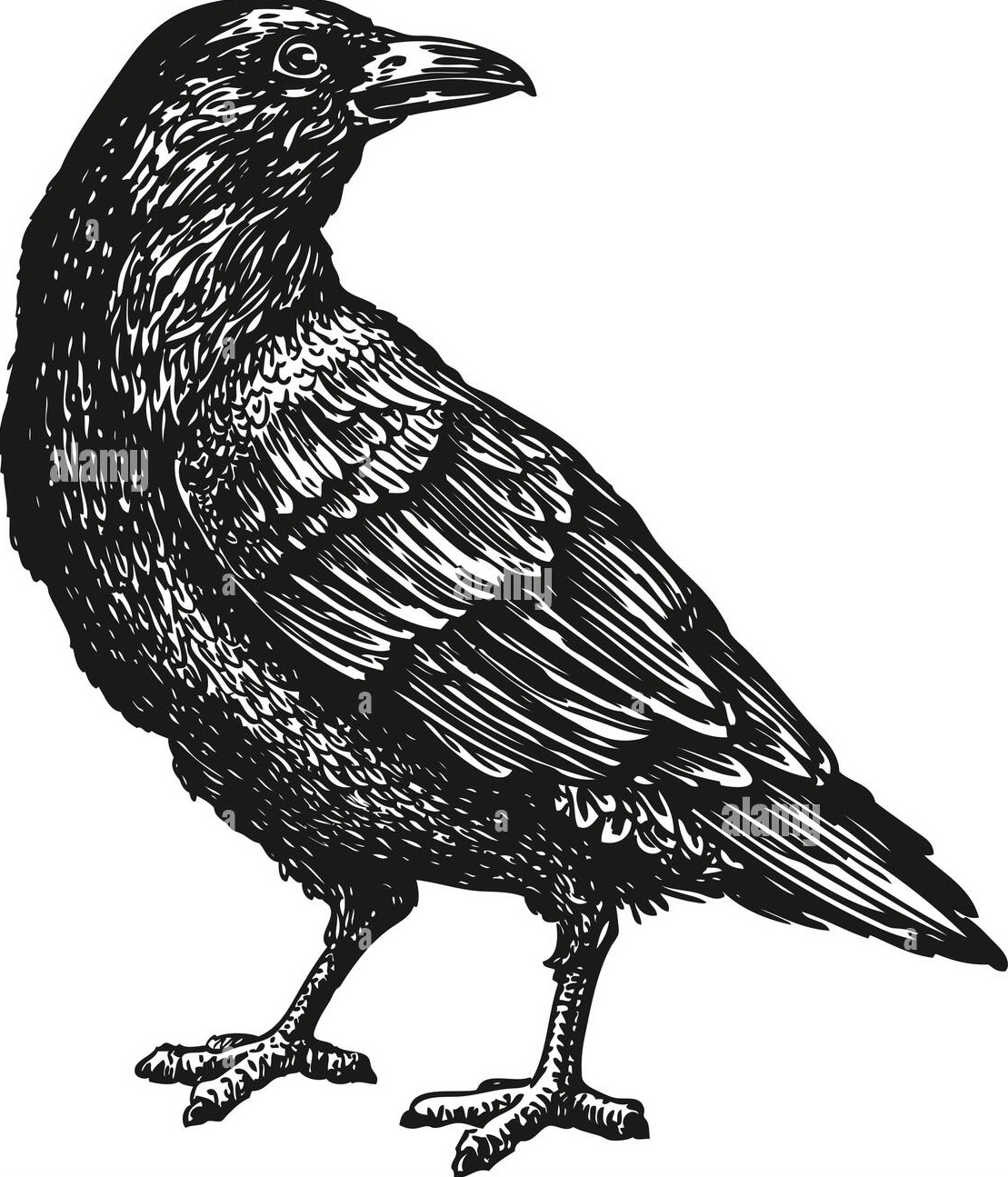 crow